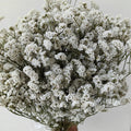 white limonium