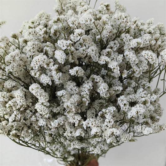 white limonium