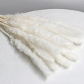 white pampas grass