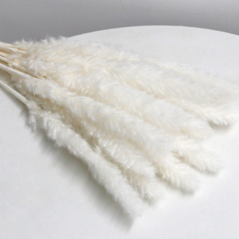 white pampas grass
