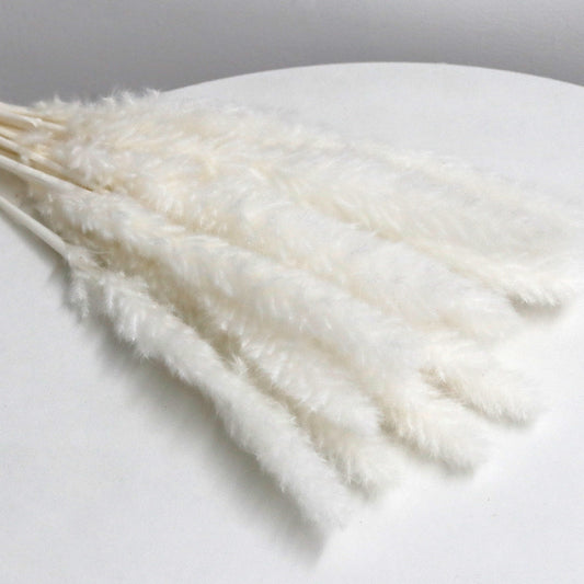 white pampas grass