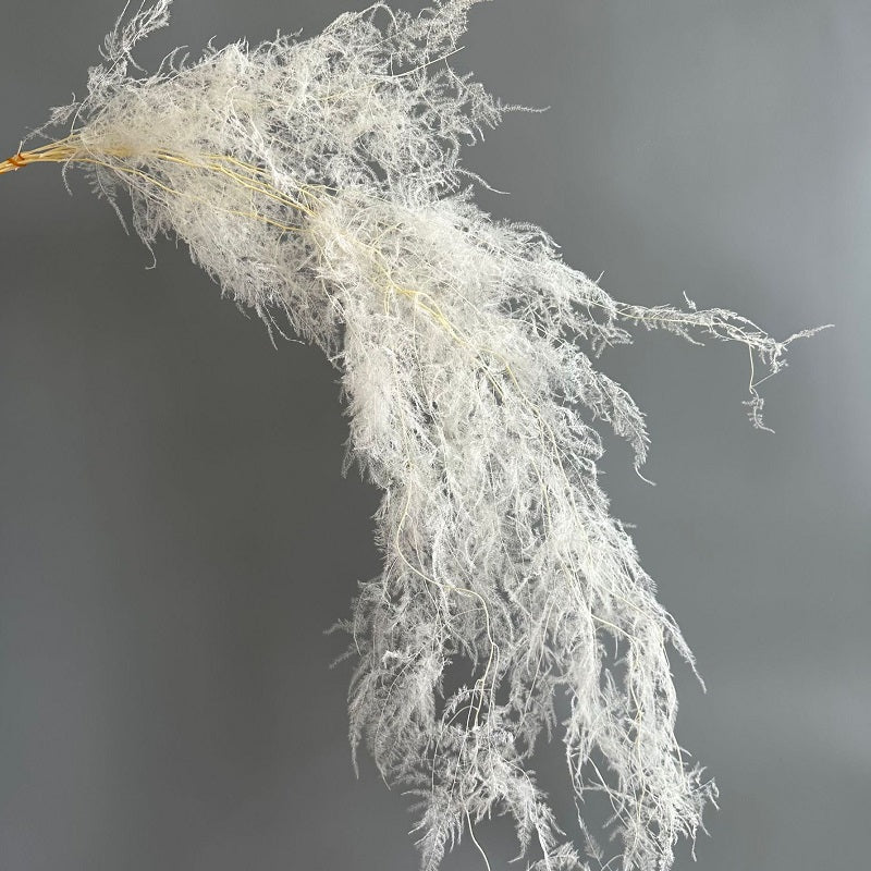 White Preserved Asparagus setaceus