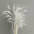 white preserved flower northern sea oat grass
