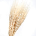 White Preserved Wheat