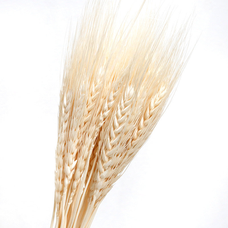 White Preserved Wheat