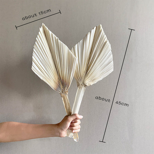 White small palm