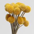 Dried Craspedia