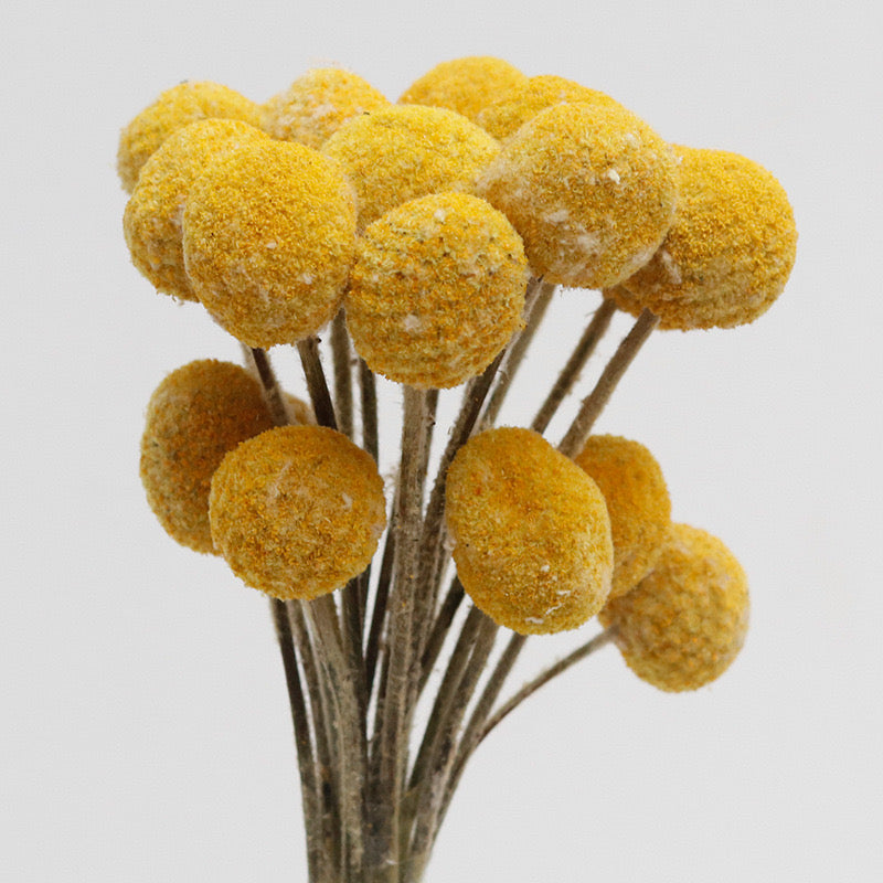 Dried Craspedia