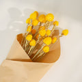 Yellow Gomphrena