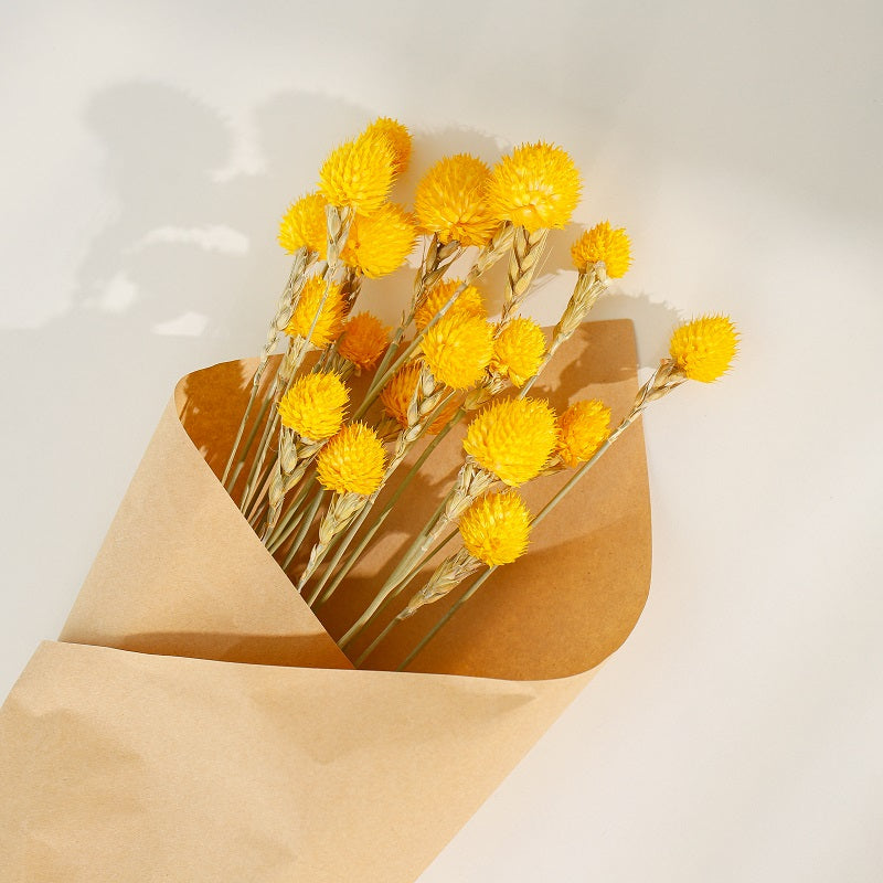 Yellow Gomphrena
