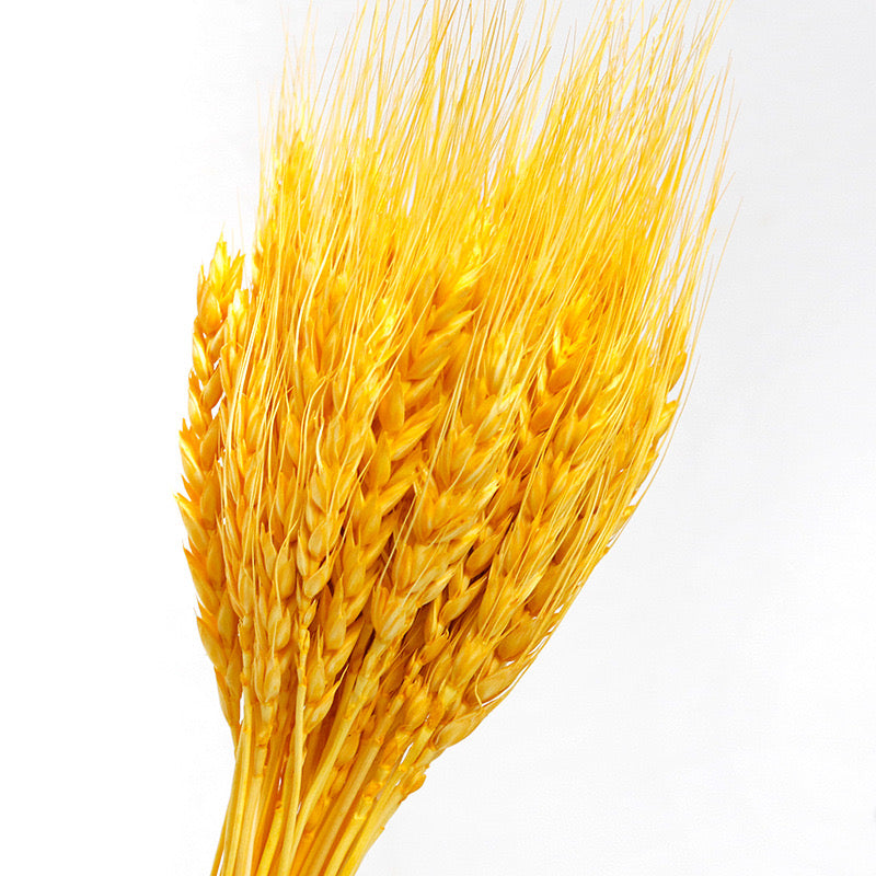 Yellow Preserved Wheat