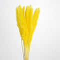 yellow dried pampas grass