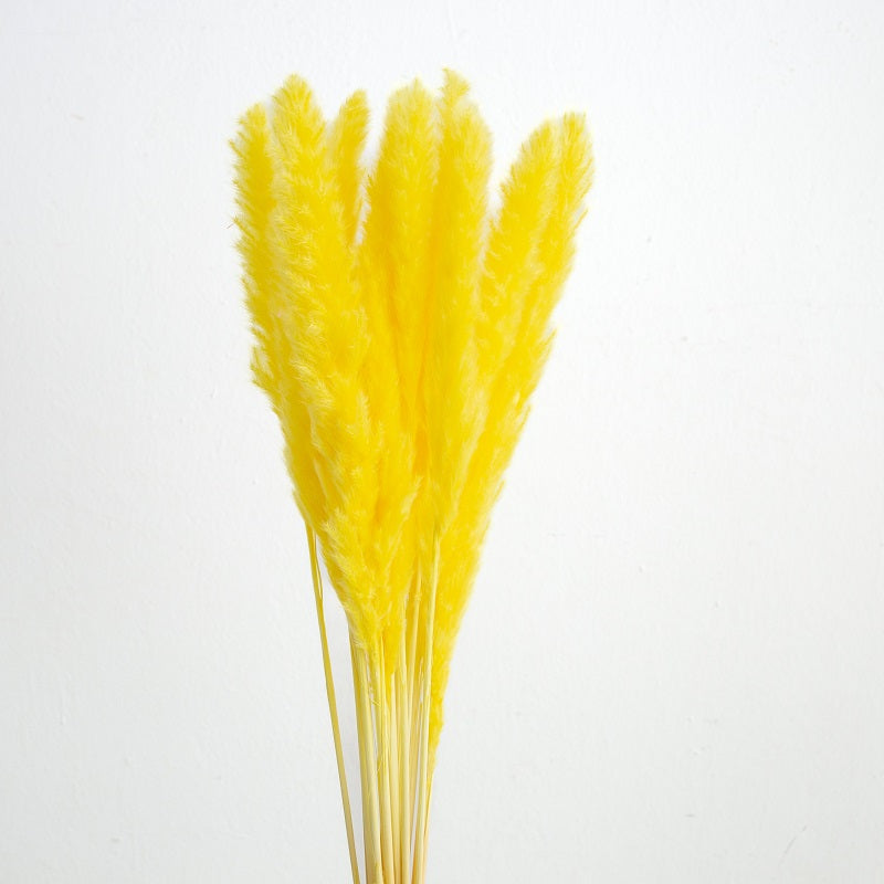 yellow dried pampas grass