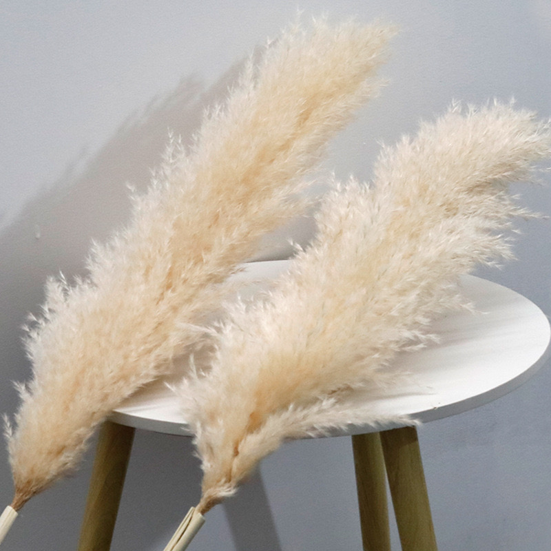 pampas grass for BOHO decor