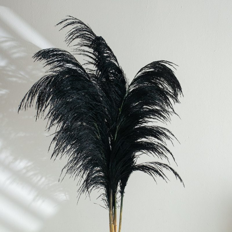 black pampas grass
