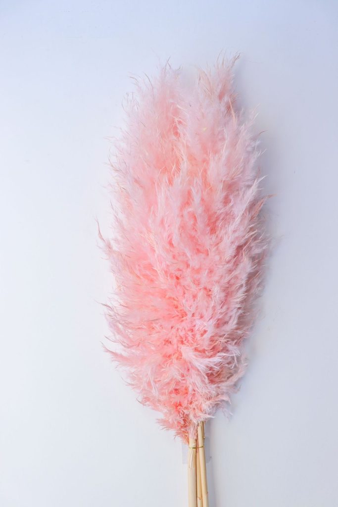 pampas grass for BOHO decor