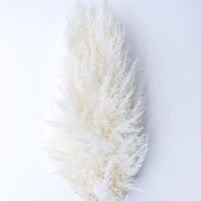 Pampas Grass White, Preserved, Plume 60-70cm, 5 Stems