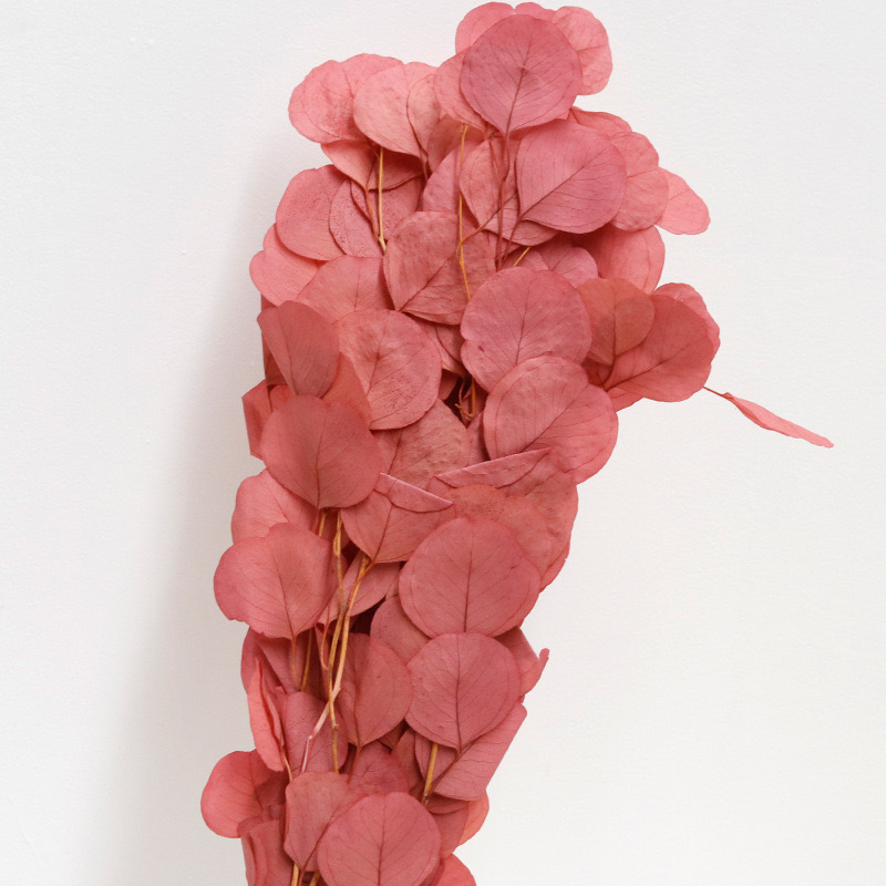 Eucalyptus Cinerea, Autumn Red, Preserved, 100-120g