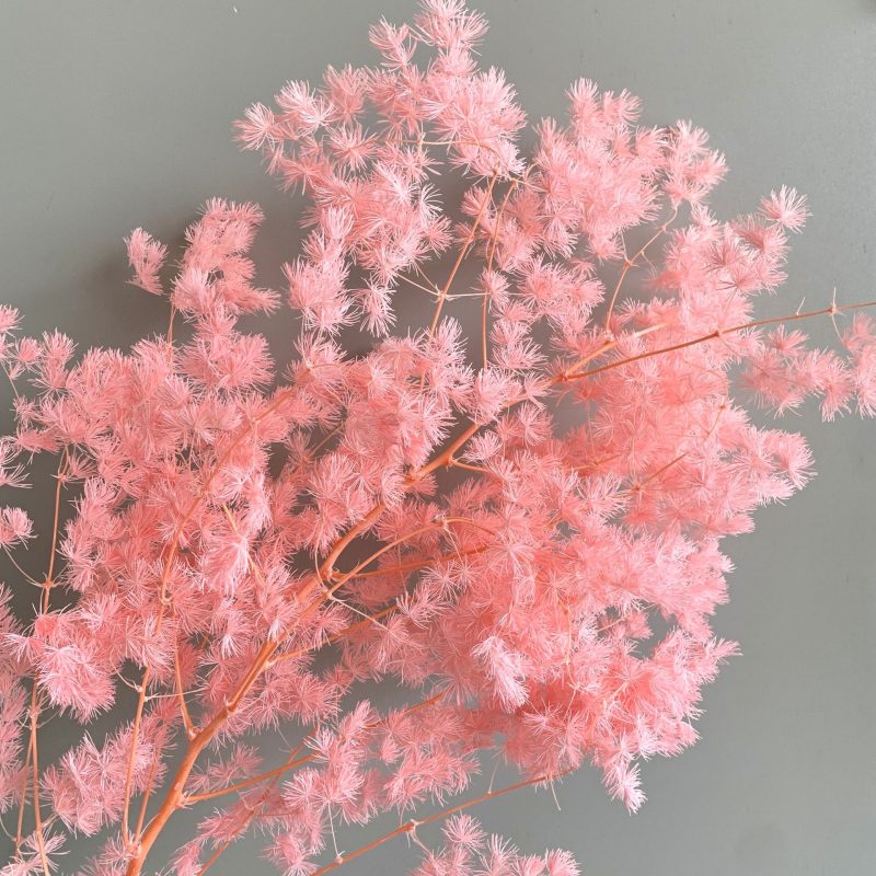 Preserved Asparagus Fern, Cerise, Baby Pink Bunch, 100g