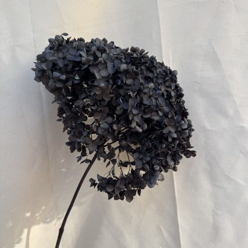 Hydrangea Black, Preserved, 20-25cm