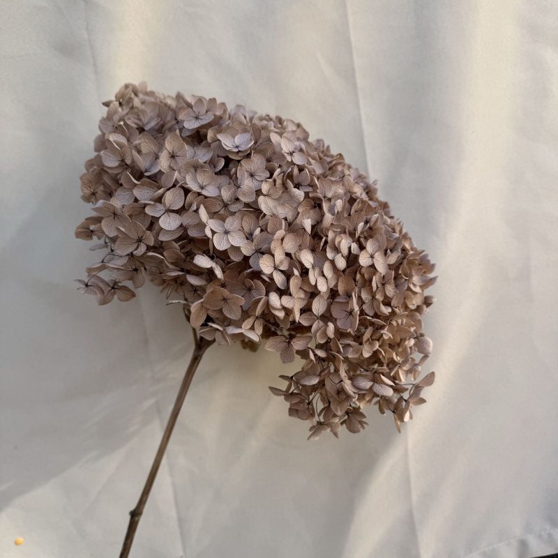 Hydrangea Ash Brown, Preserved, 20-25cm