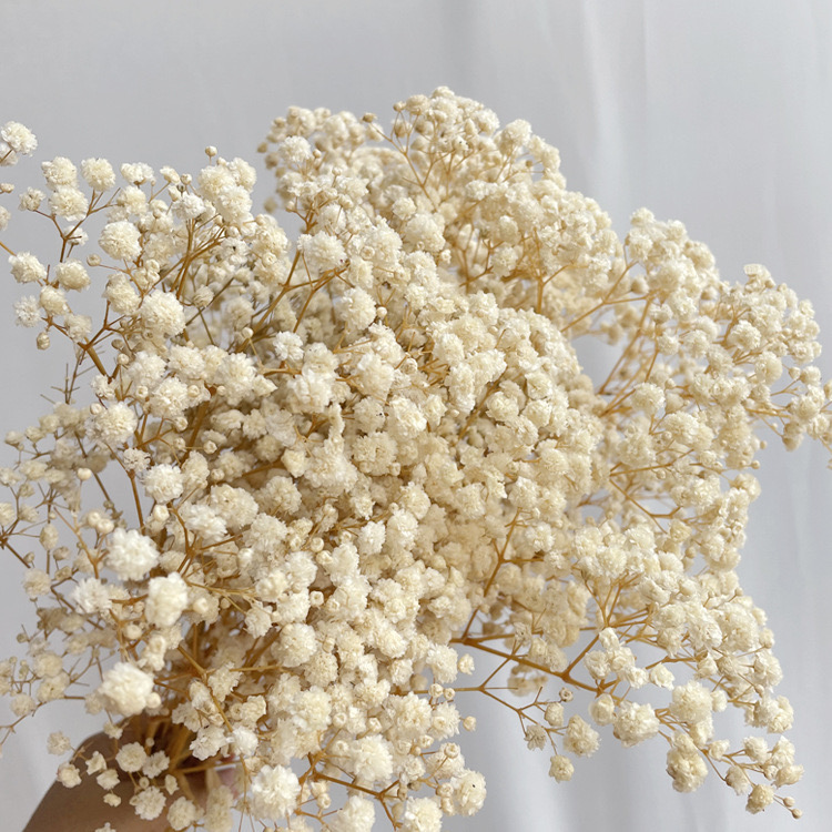 Cream baby's breath