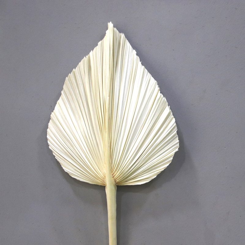 Palm Leaf Medium Cream, Preserved