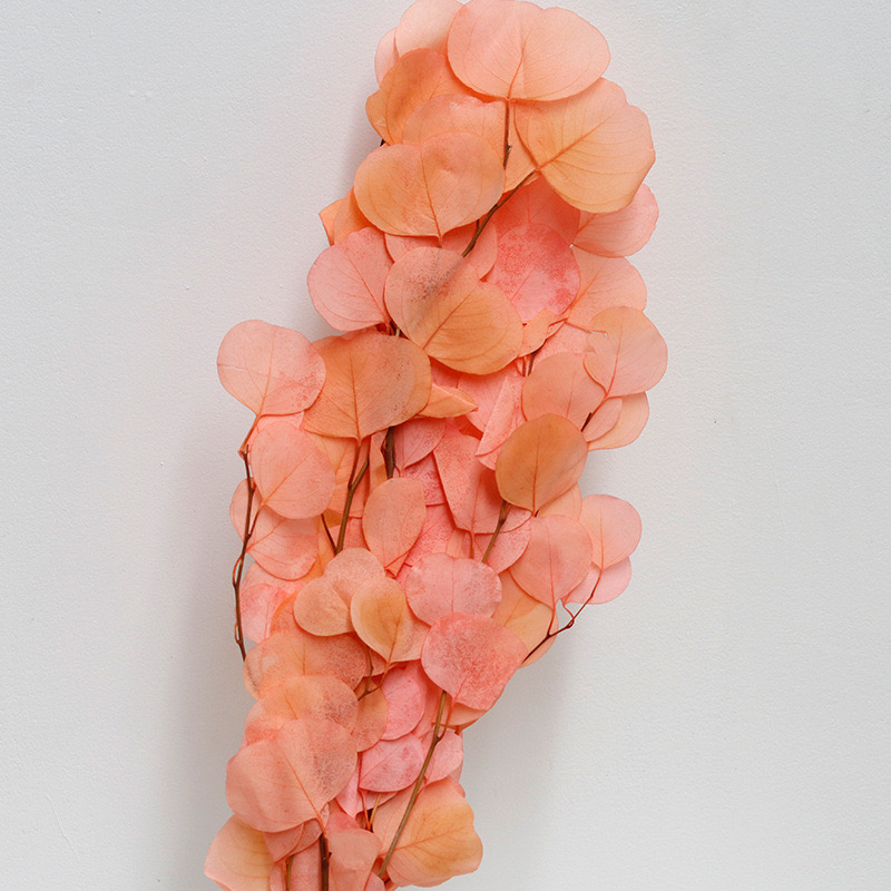 Eucalyptus Cinerea, Gradient Pink , Preserved, 100-120g