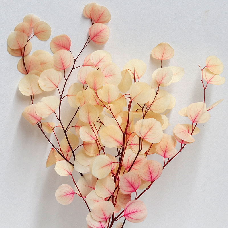 Eucalyptus Cinerea, Gradient White & Pink , Preserved, 100-120g