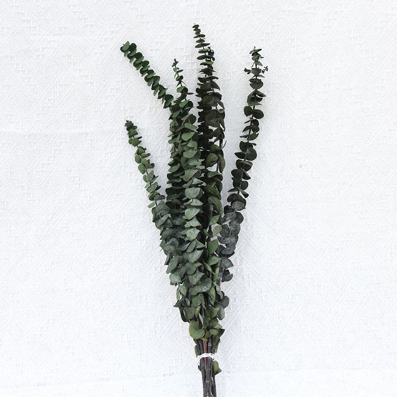 Green Eucalyptus