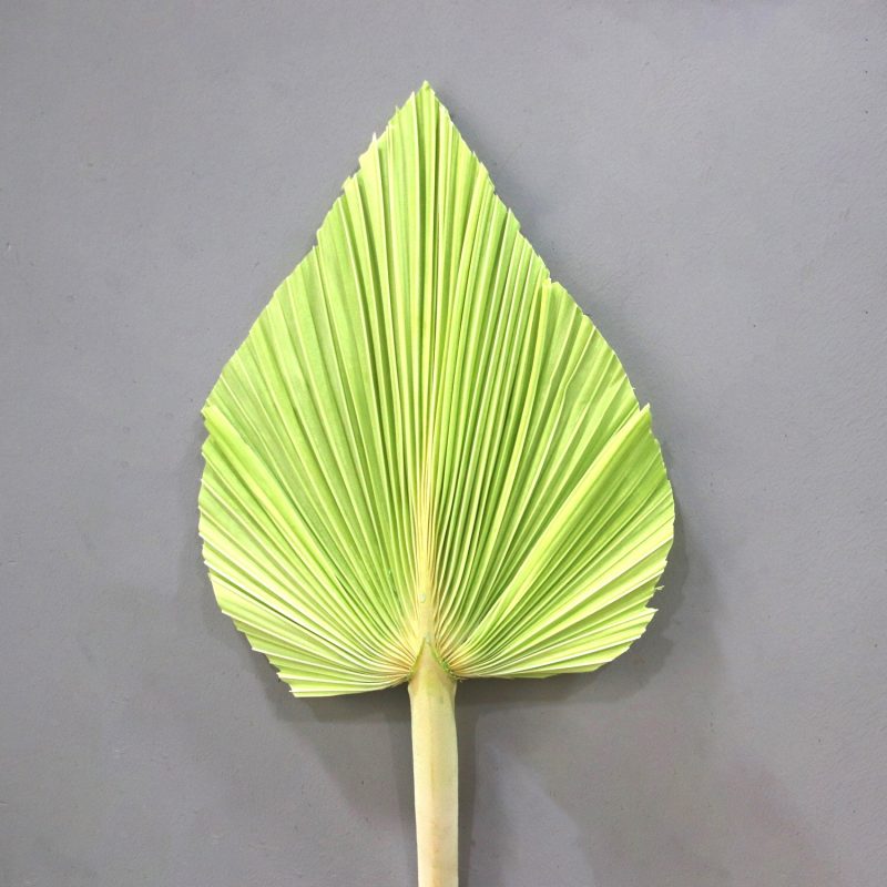 Palm Leaf Medium Green, Preserved