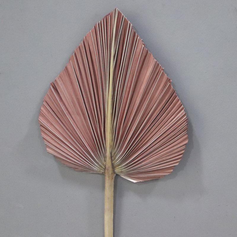 Palm Leaf Medium Light Brown, Preserved