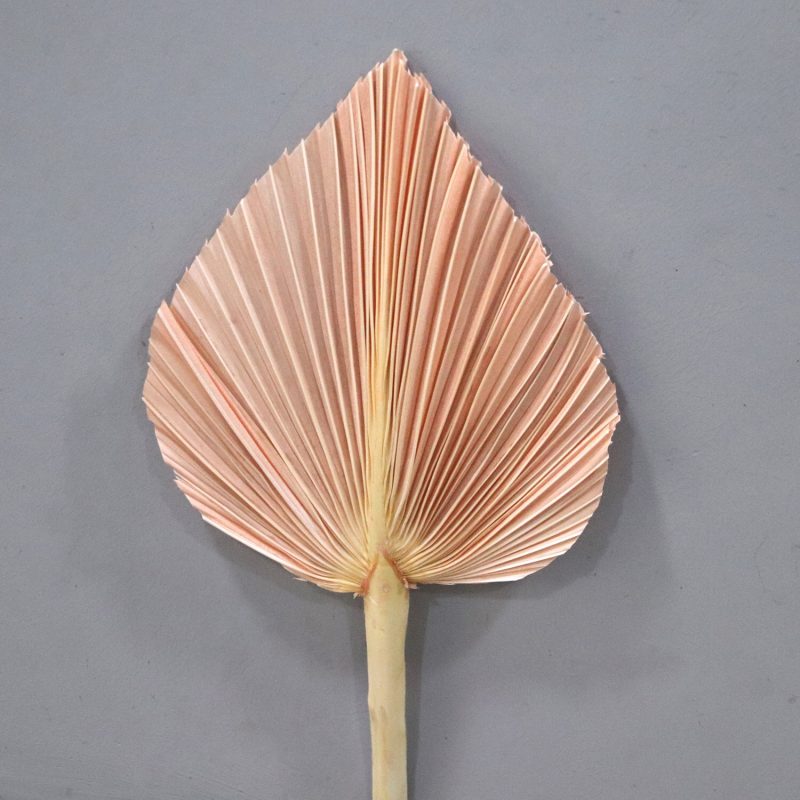 Palm Leaf Medium Light Orange, Preserved