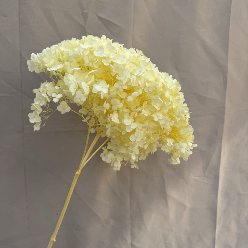 Hydrangea Light Yellow , Preserved, 20-25cm