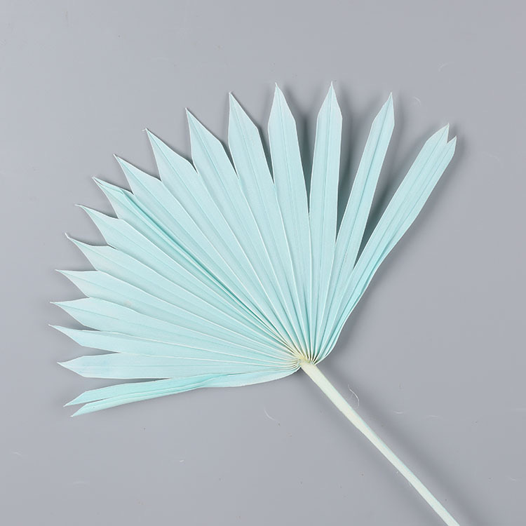 Sun Palm Leaf Light Blue, Preserved, 25*55CM