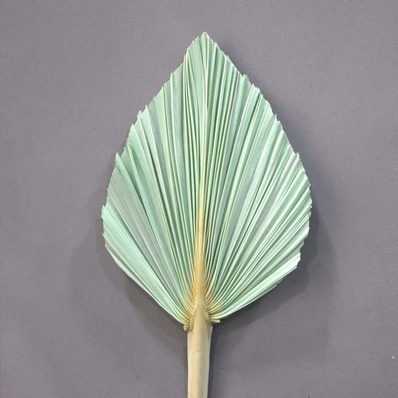 Palm Leaf Medium Mint, Preserved