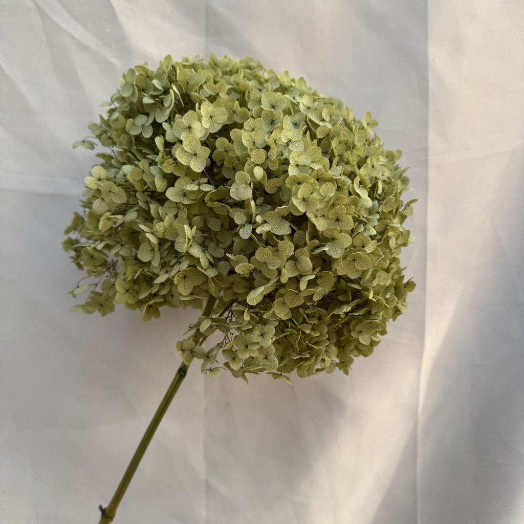 hydrangeas