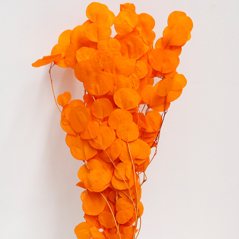 Eucalyptus Cinerea, Orange , Preserved, 100-120g