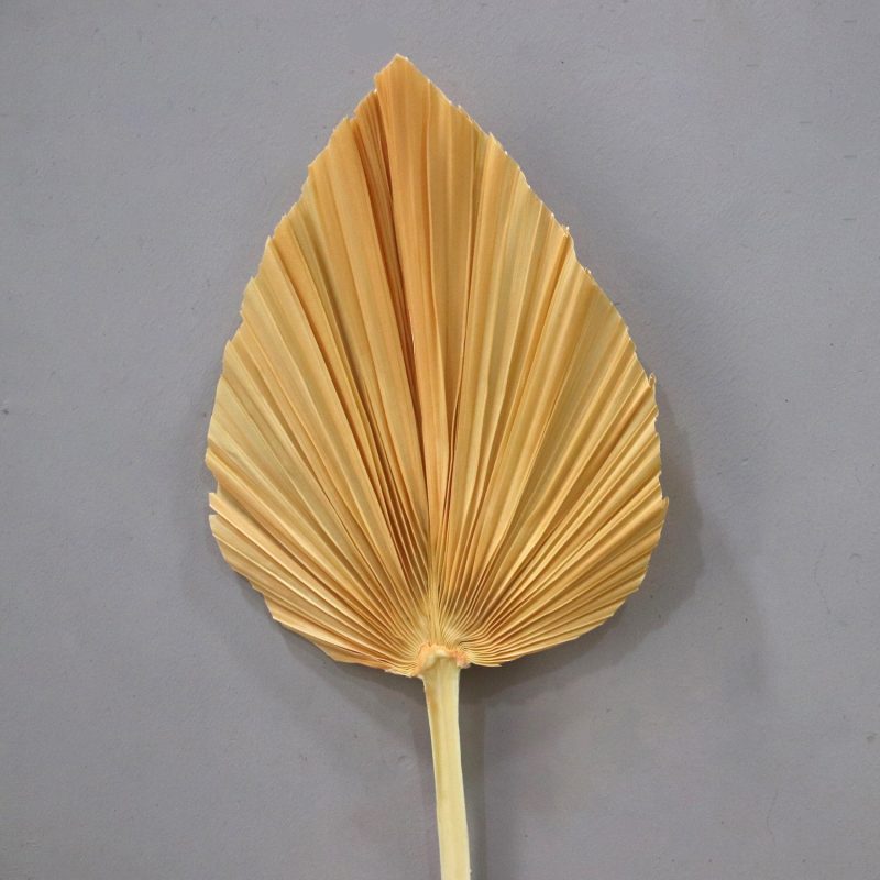 Palm Leaf Medium Orange, Preserved