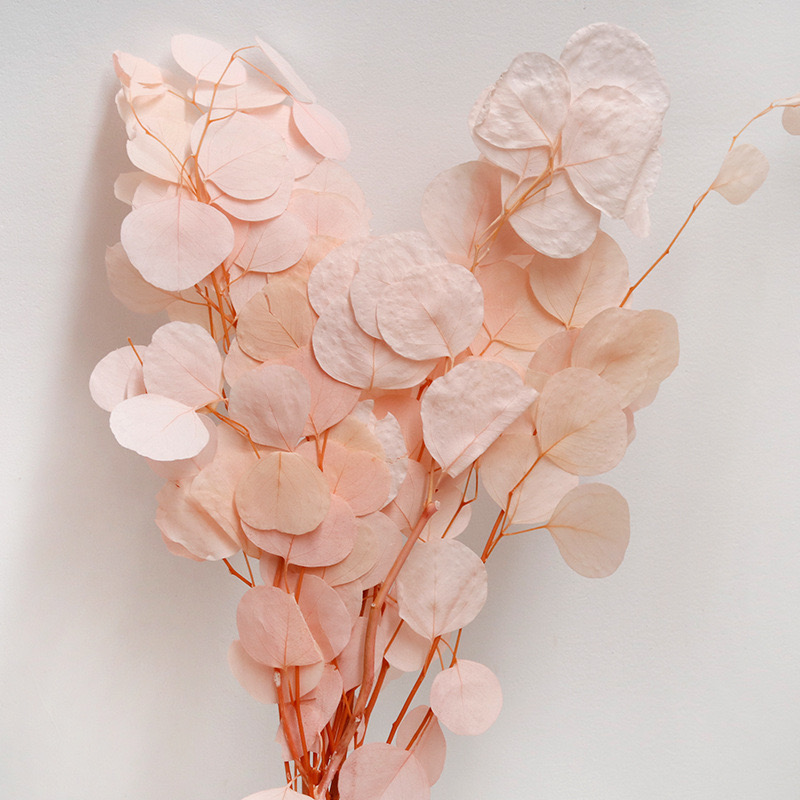 Eucalyptus Cinerea, Pink , Preserved, 100-120g