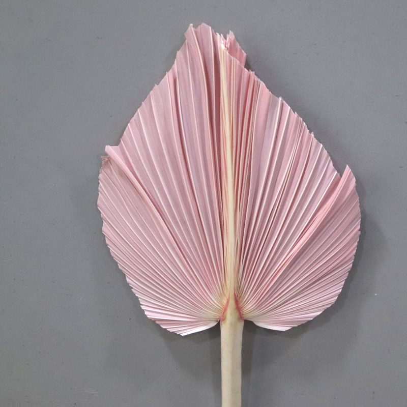 Palm Leaf Medium Pink, Preserved