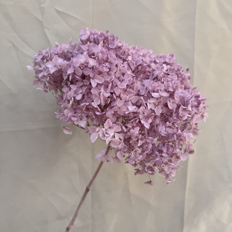 Hydrangea Lilac, Preserved, 20-25cm