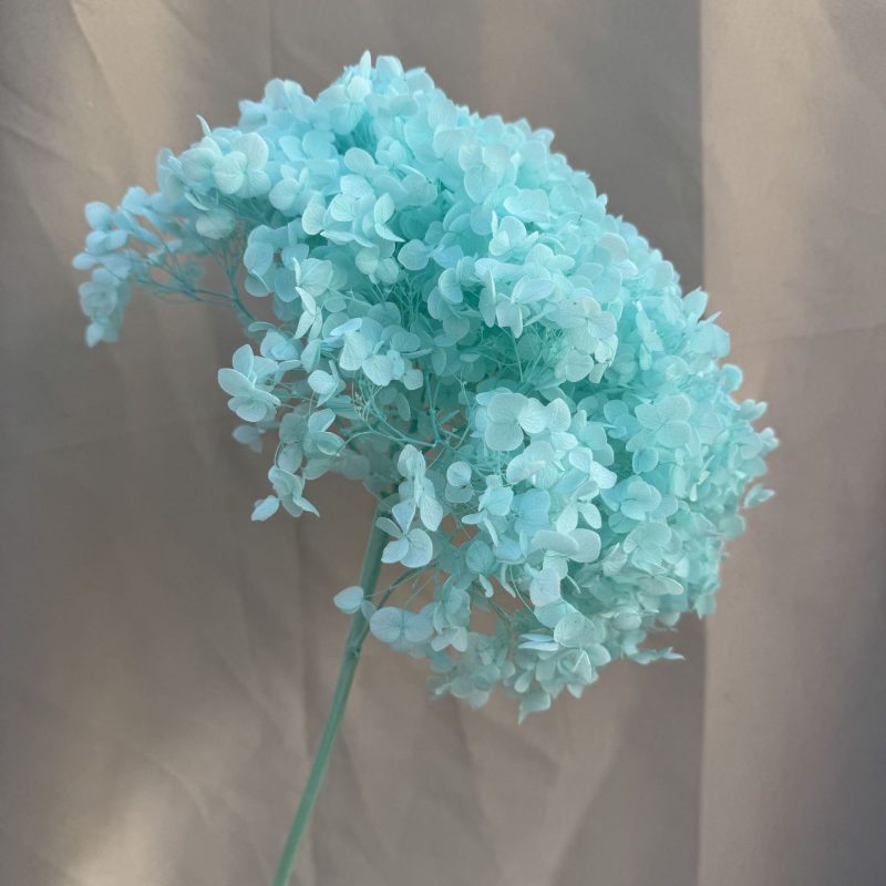 Hydrangea Tiffany Blue, Preserved, 20-25cm