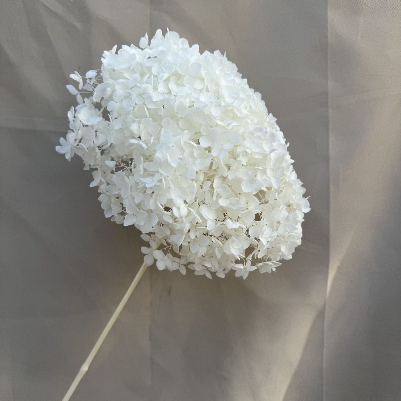 Hydrangea Pure White, Preserved, 20-25cm