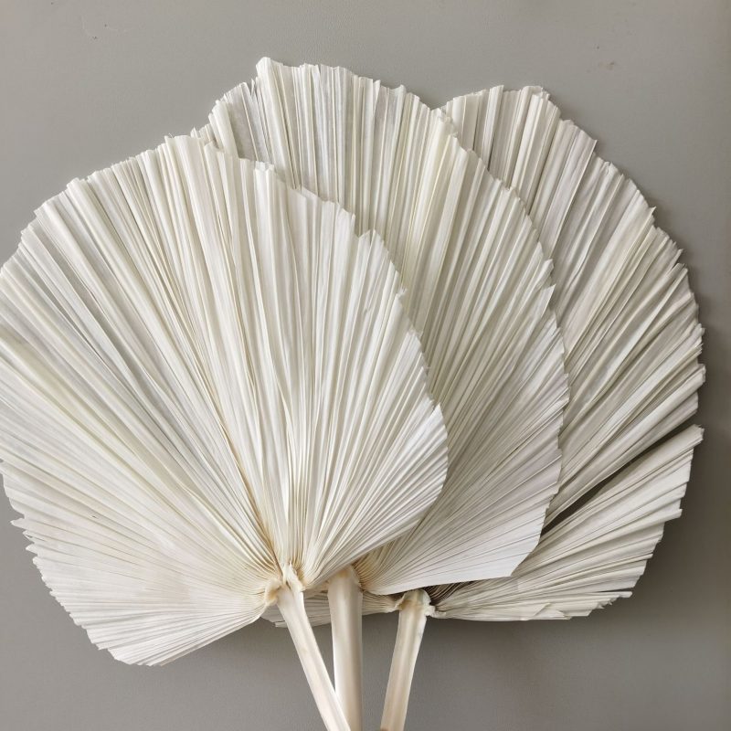 White palm