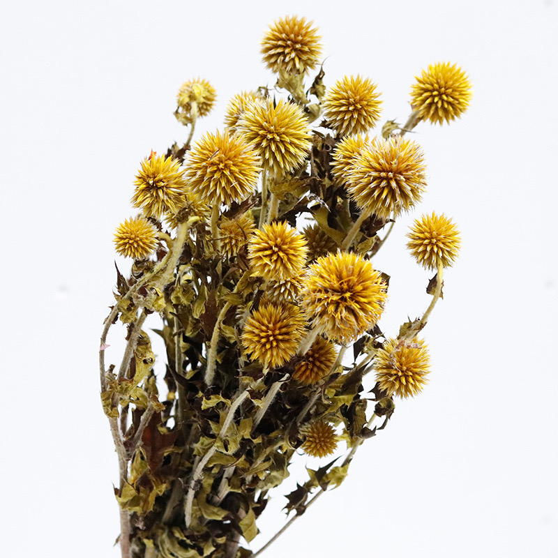 Preserved Thistle Echinops - Yellow Bundle, 60CM, 20 Heads