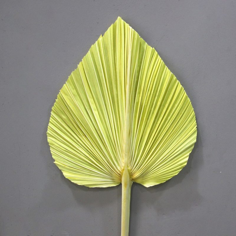 Palm Leaf Medium Yellow Green, Preserved
