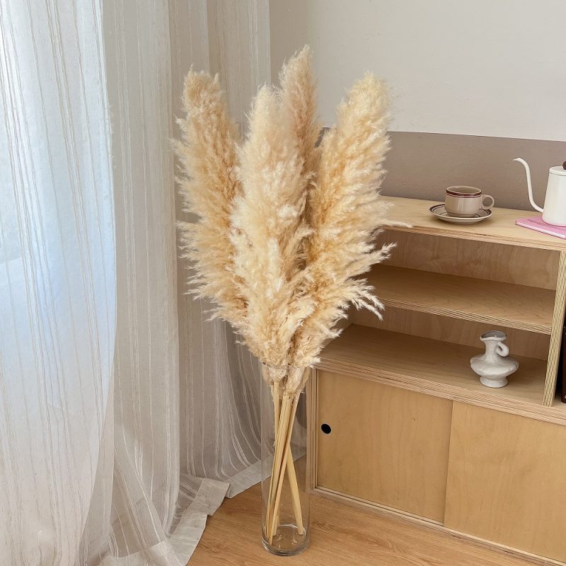 cream pampas grass