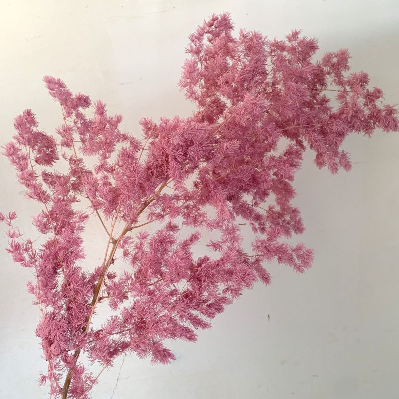 Preserved Asparagus Fern, Dark Pink Bunch, 100g