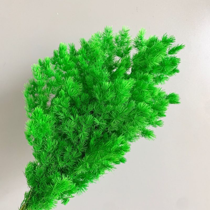 Preserved Asparagus Fern, Cerise, Green Bunch, 100g